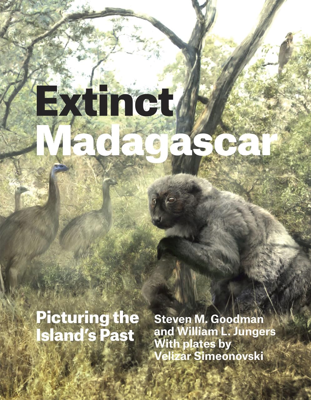 Buy Extinct Madagascar: Picturing the Island's Past (Emersion: Emergent Village resources for communities of faith) (English, Hardcover, Steven M. Goodman, William L. Jungers, Velizar Simeonovski) Online at Best Price - BookBajar