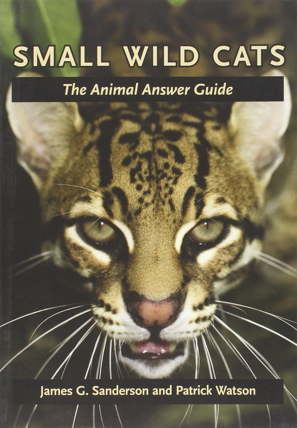 Buy Small Wild Cats: The Animal Answer Guide (Animal Answer Guide: Q&A for the Curious Naturalist) (English, Kindle Edition, James G. Sanderson, Patrick Watson) Online at Best Price - BookBajar
