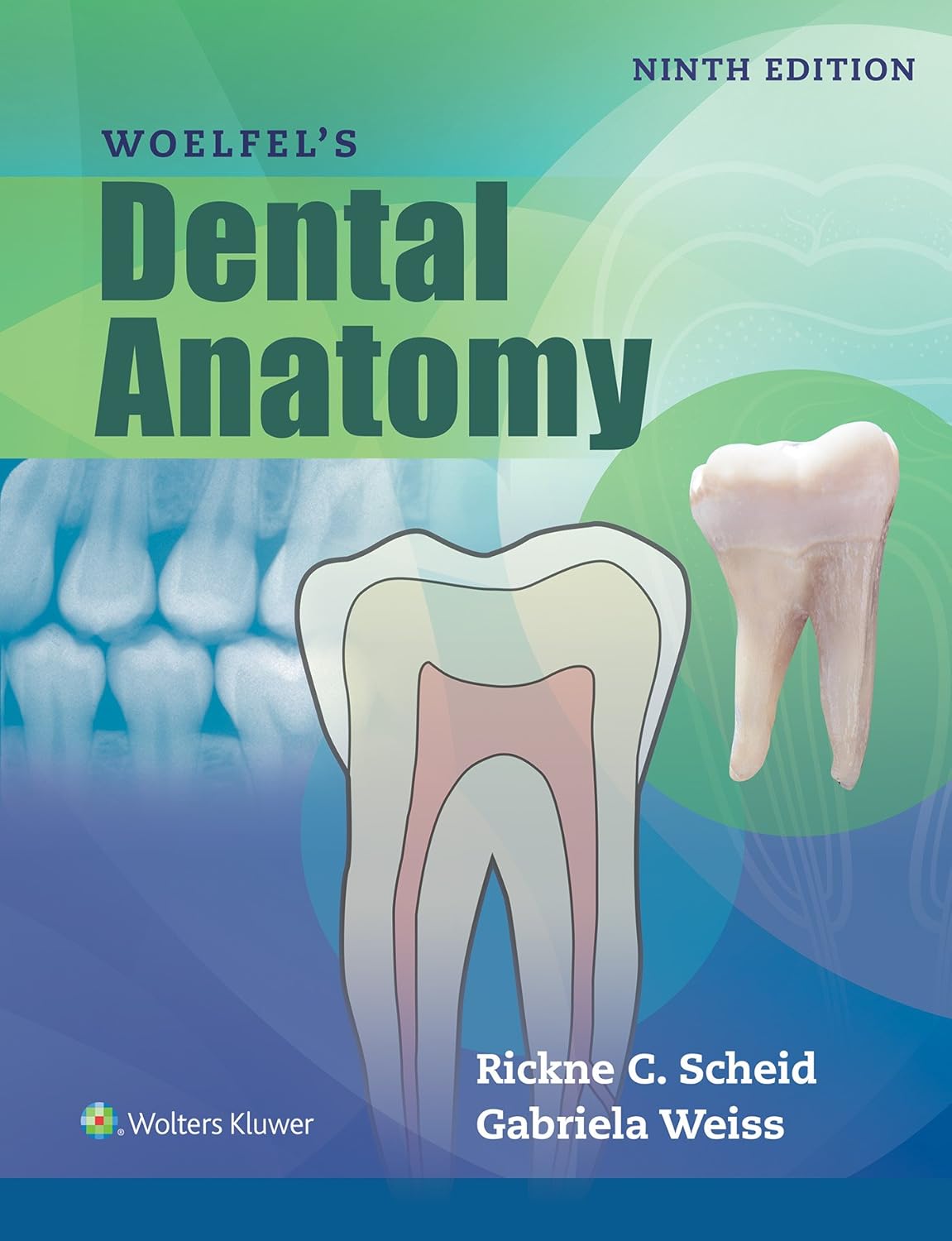 Buy Woelfels Dental Anatomy (English, Paperback, Rickne C. Scheid, Gabriela Weiss) Online at Best Price - BookBajar