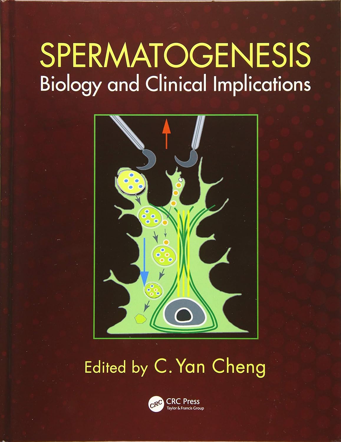 Buy Spermatogenesis: Biology and Clinical Implications (English, Paperback, C. Yan Cheng) Online at Best Price - BookBajar