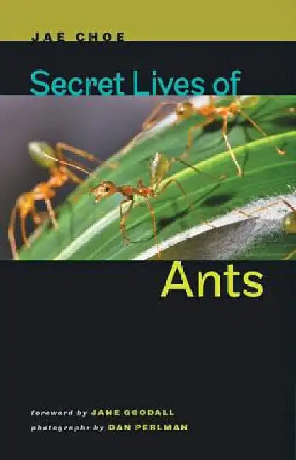 Buy Secret Lives of Ants (English, Jae Choe) Online at Best Price - BookBajar